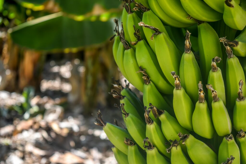 pexels-photo-802783-802783 Vibrant green unripe bananas clustered on a tree, captured outdoors in Yeri.
